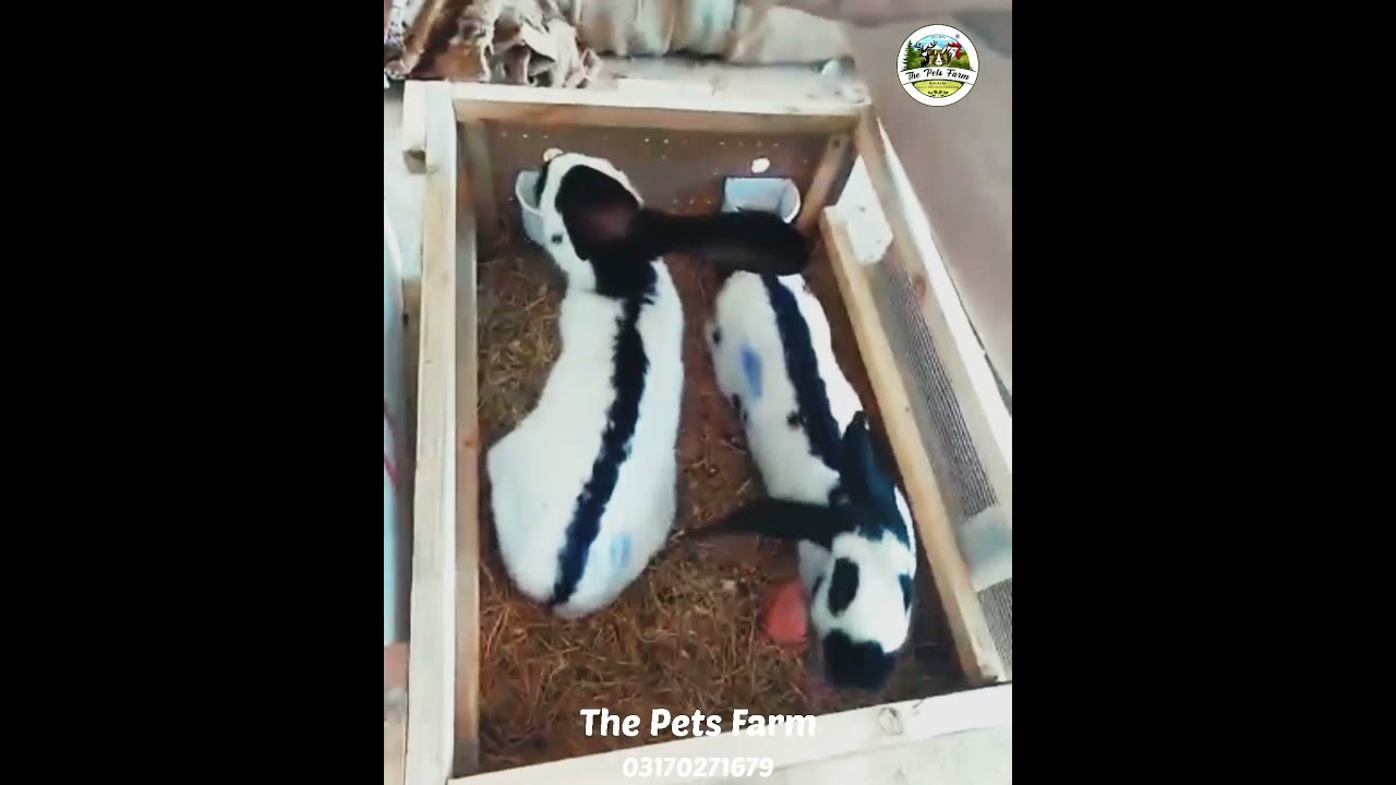 German Giant Checkered Giant Rabbits Shipment arrived Karachi from Belgium Europe