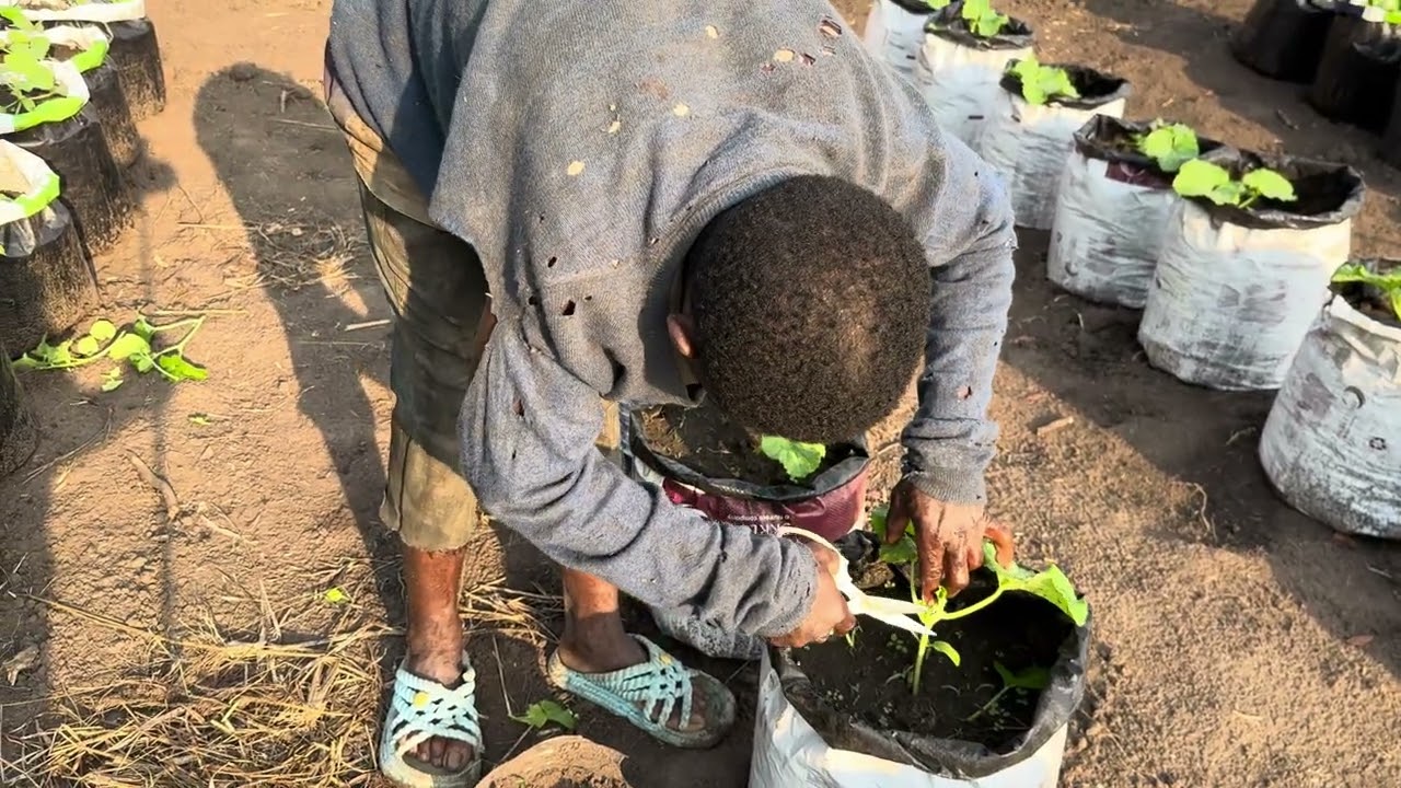 (#15) Hướng dẫn Kunda cách cắt tỉa chèo dưa lưới không có nhà màng tại farm Cameroon