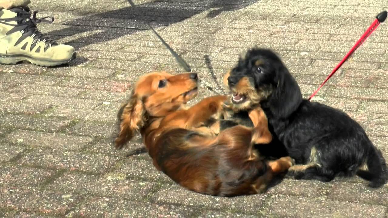 Damesworstelen