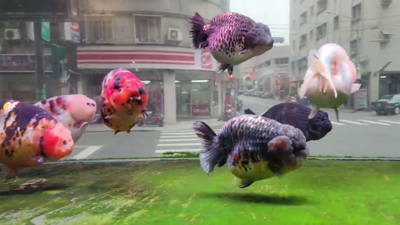 精品福州蘭壽 福州飛藝金魚場