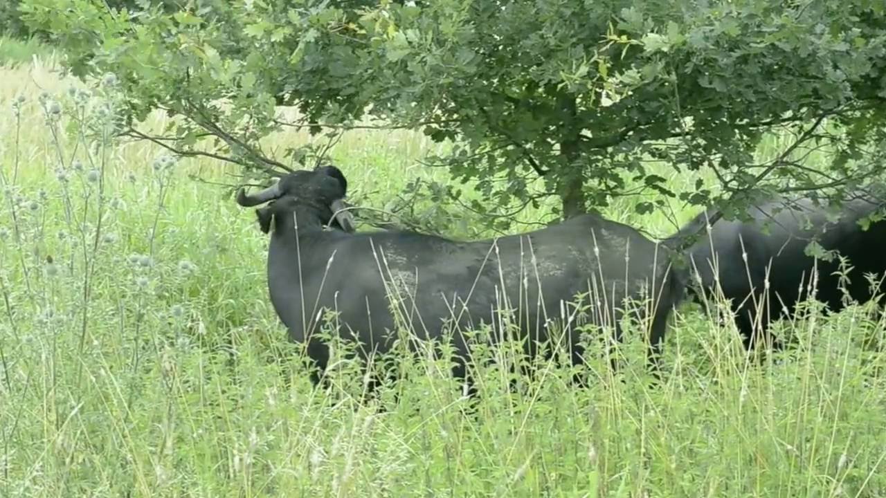 Karpatische Wasserbüffel weiden in den Thürer Wiesen