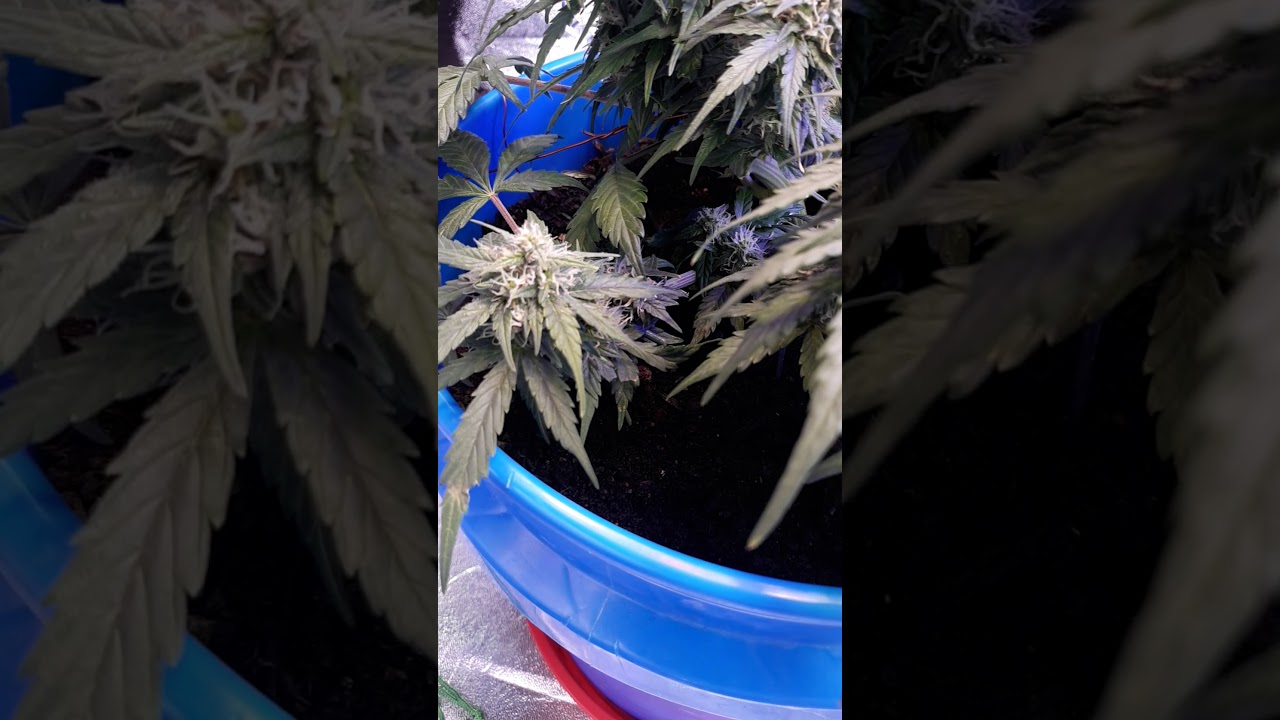I49 seeds. autoflower white widow x California snow....