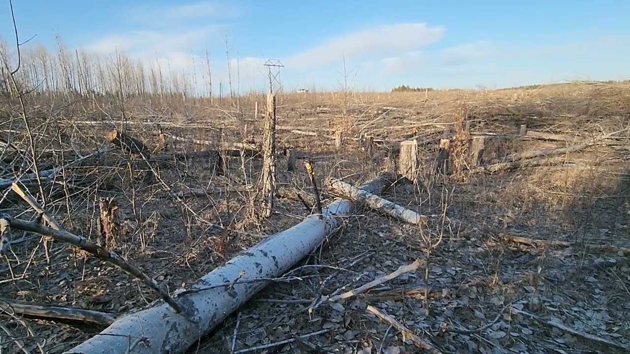 Managing Hybrid Poplar for Deer Bedding