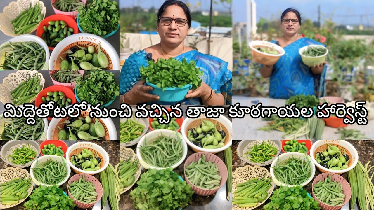 మన తోటలో పండిన అందమైన పంటలు 🍆🍅🌺🍀🥦