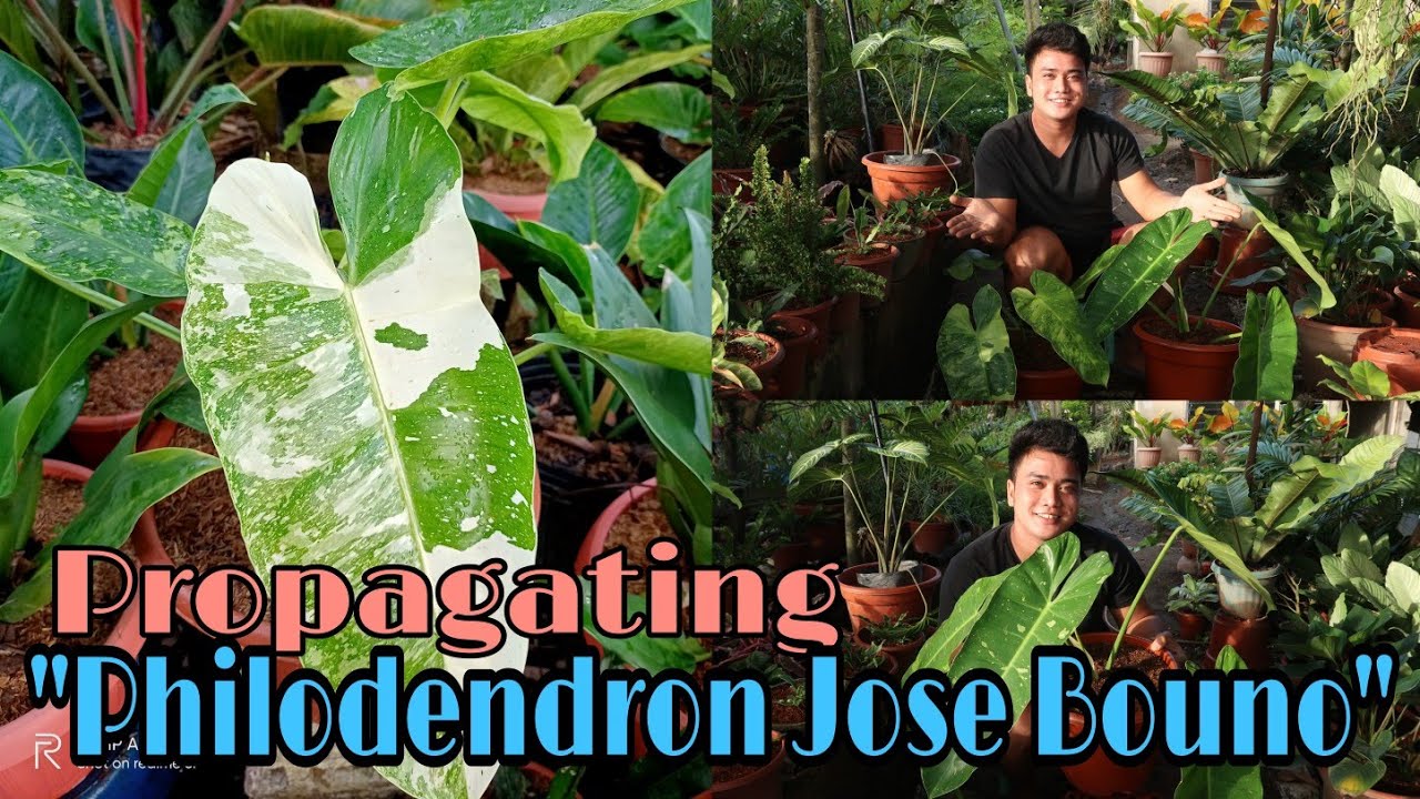 Propagating Philodendron "Jose Bouno" | Mark Lasaca