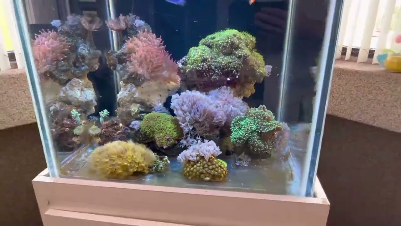 Demos mantenimiento al acuario de 125 litros/ limpieza del sump 12 dias de montado
