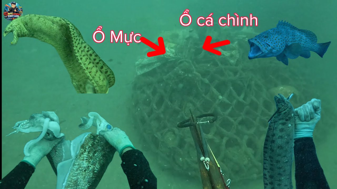 Trúng Lớn Ổ Mực Nang & Cá Chình Tại Những Gốc Chà Cụ Lâu Năm Dưới Vùng Nước Sâu P3