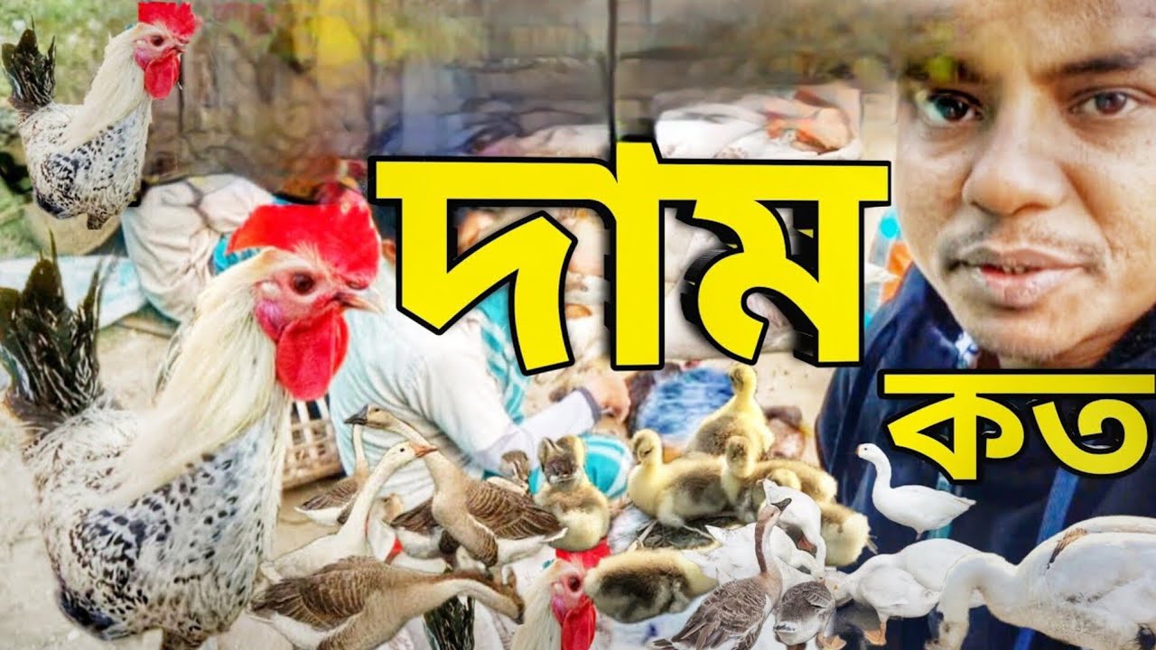 আজকে আসছি গ্রামের মুরগির হাটে | আজকের দাম কত | Village Chicken Duck Market