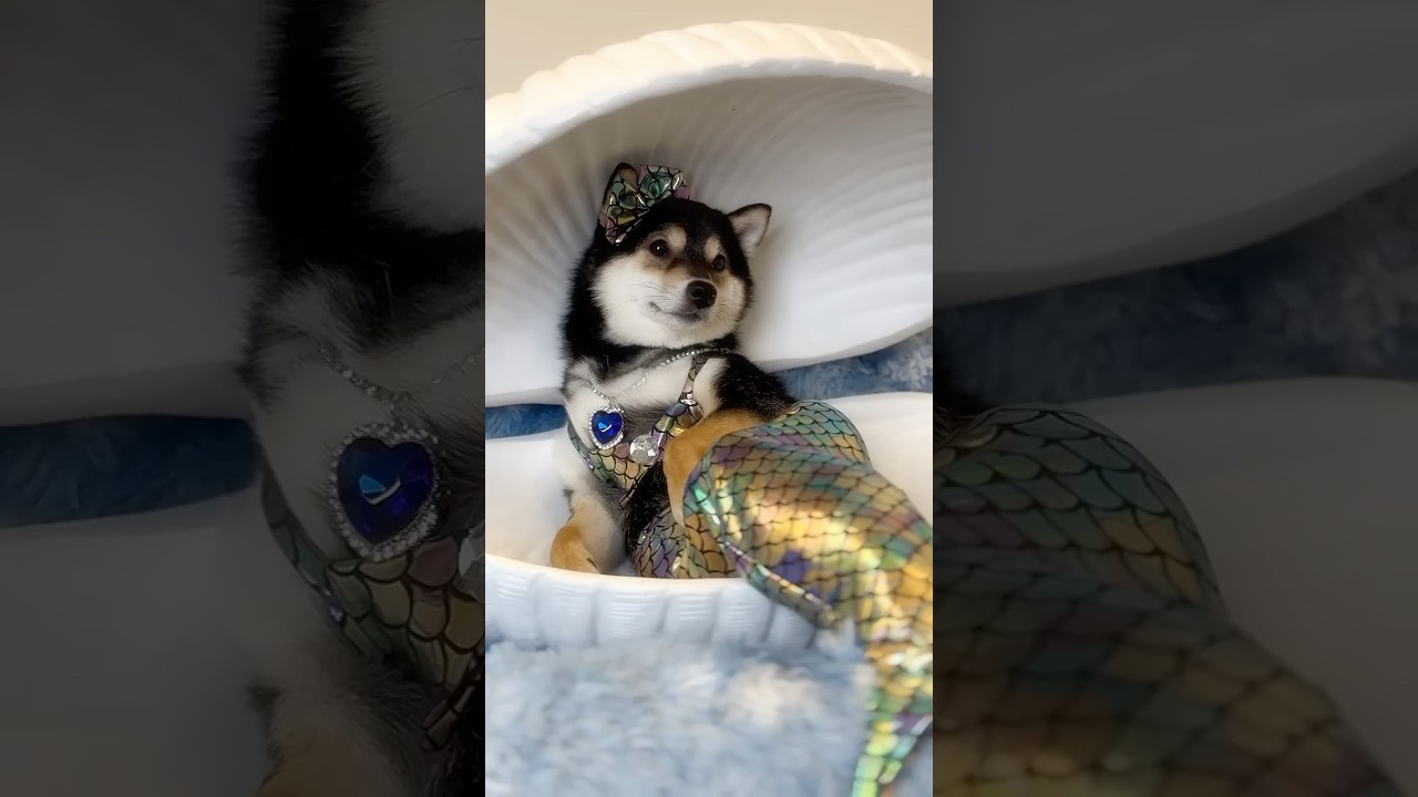 Manyu's Cleaning Spa ASMR | Manyu's Stunning Mermaid Transformation!