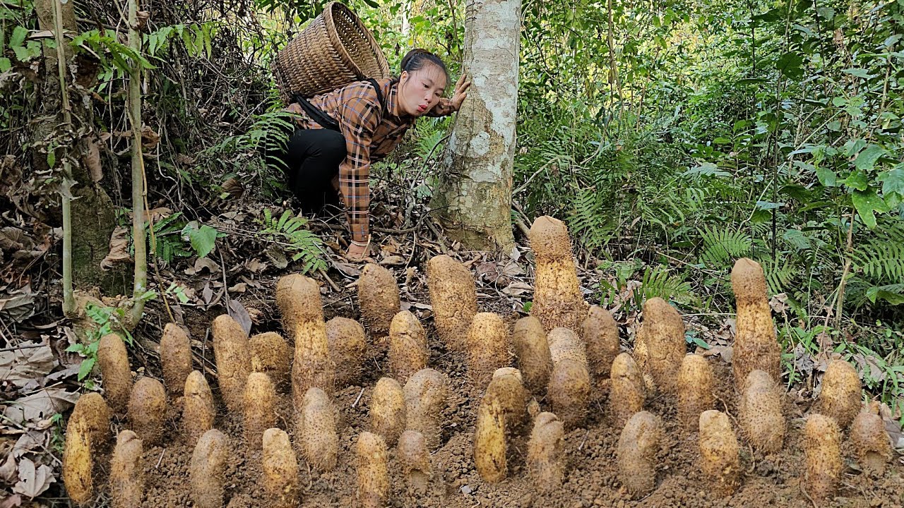Harvesting sweet potatoes to sell with my daughter and baby | Lý Tiểu Vy