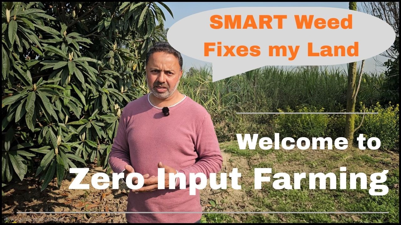 A farm where nature does the work- Baljit Singh Kang