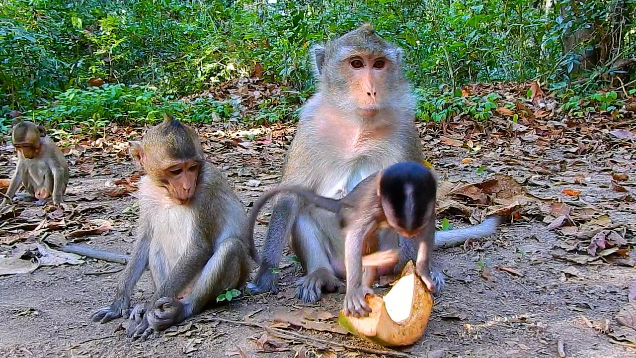 OhNo! Monkey Anna Slapped Baby Amina While Taking  A Piece Of Coconut | @BuBuMonkeyTV