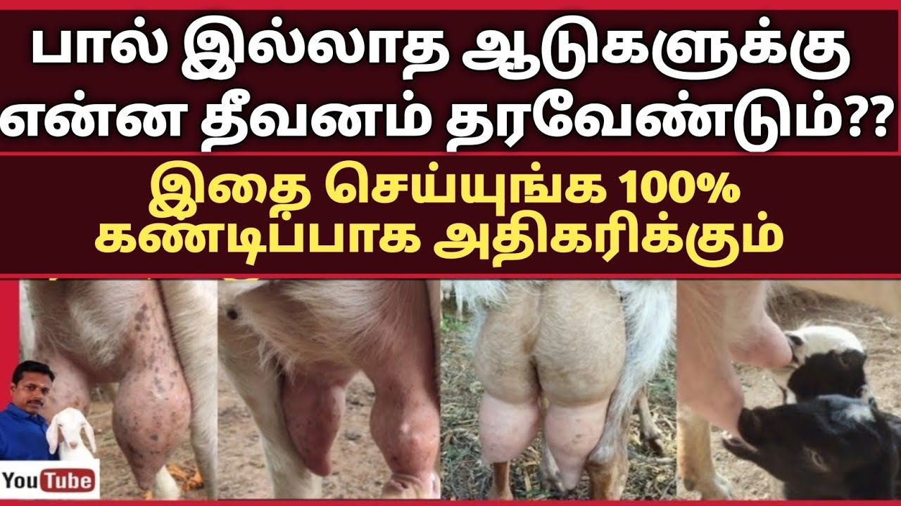 அதிக பால் சுரக்க வைப்பது எப்படி?? 100% அதிகரிக்கும் வழிமுறை முளு வீடியோ உள்ளே