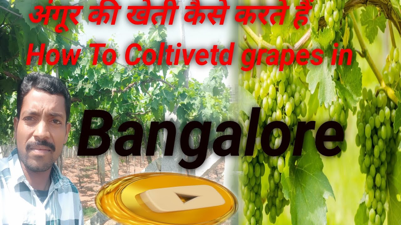 अंगूर की खेती कैसे करते हैं How To Coltivetd grapes in 