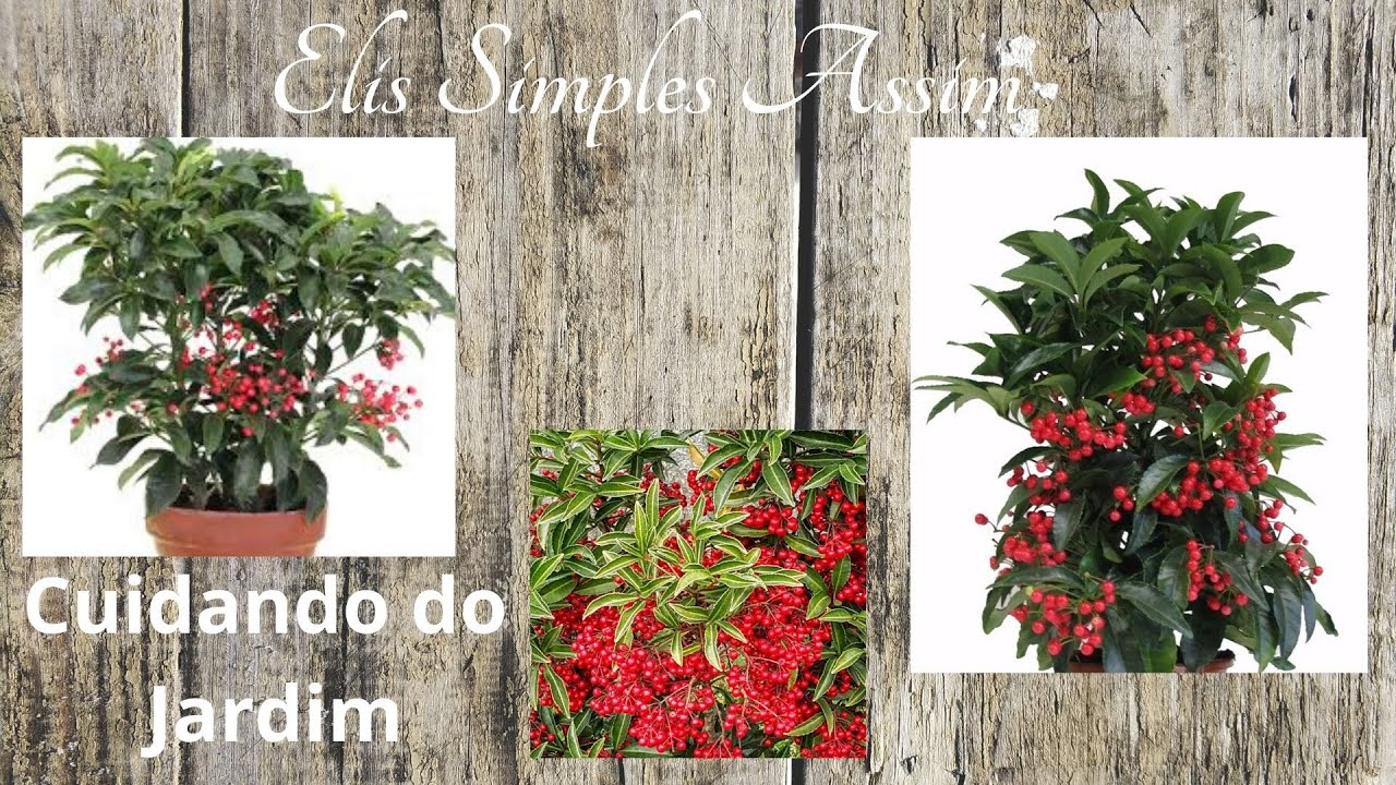FORMANDO MUDAS DE CEREJINHA DA ÍNDIA (ARDÍSIA CREMATA), DE UM JEITO SIMPLES E CASEIRO..