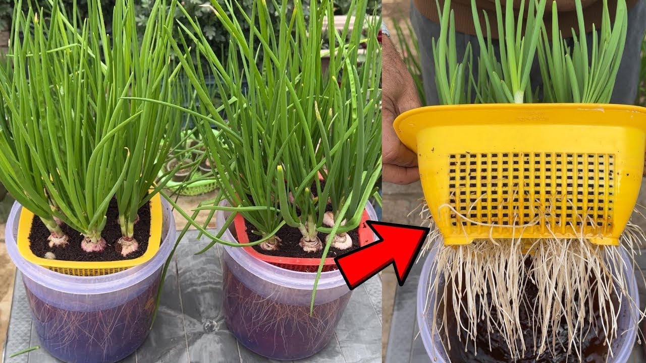 New way to grow onions | growing onions in water and unexpected results, growing onions at home