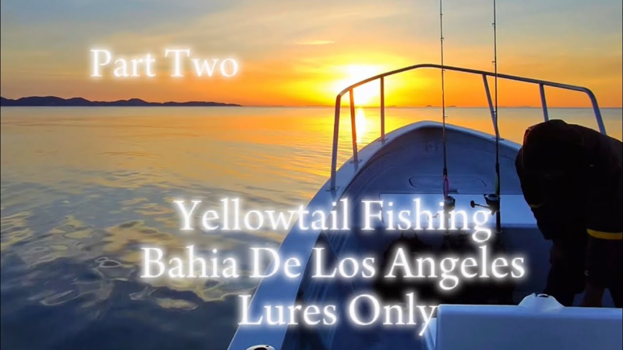 Part 2 Yellowtail Fishing Bahia De Los Angeles Fisharmz #Sportsfishing #baja #california #mexico