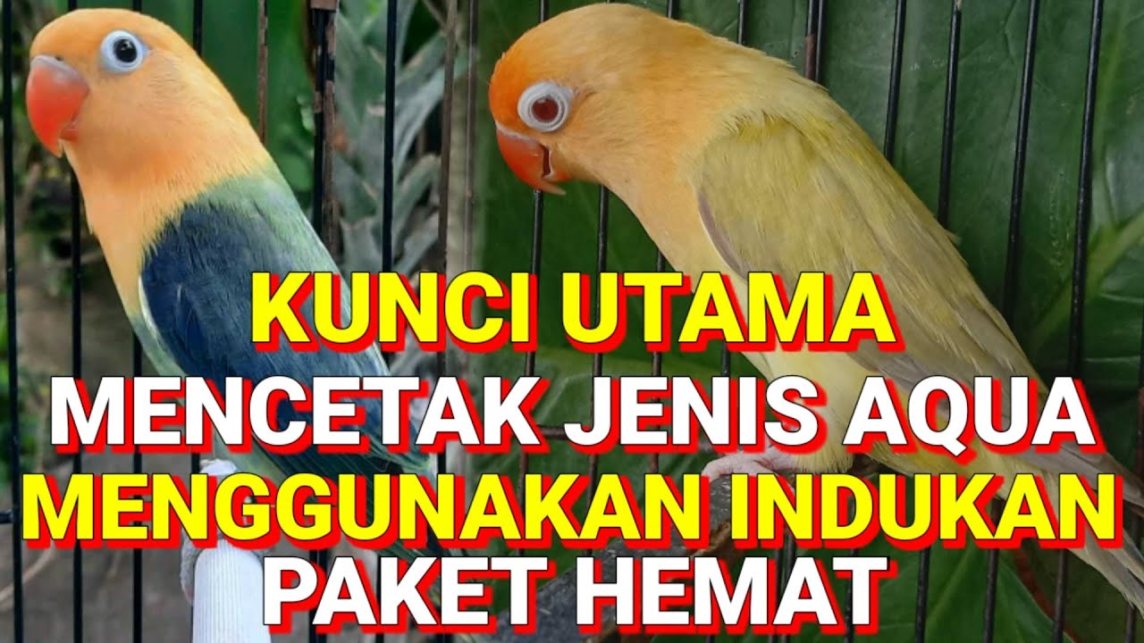 Cara mudah mencetak Love bird Aqua menggunakan indukan paket hemat