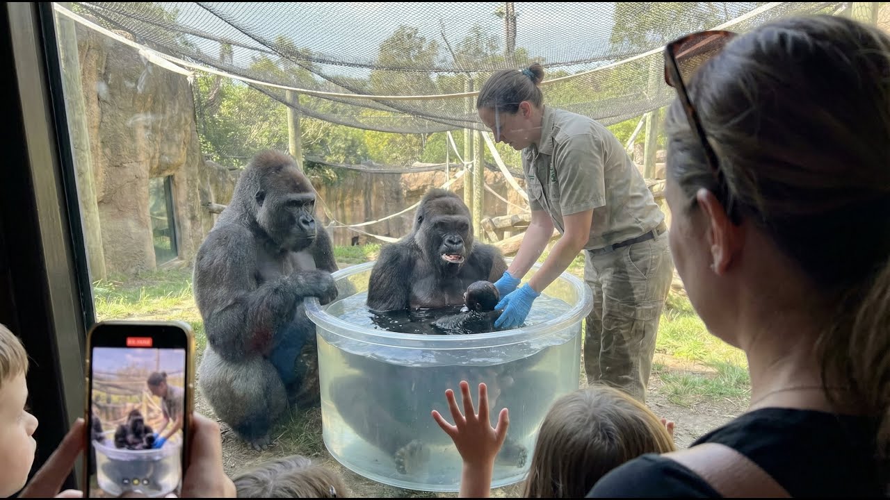Emotional Gorilla Birth Shocks Zoo Crowd 😱 | Once-in-a-Lifetime Moment Caught on Camera