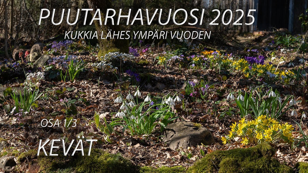 Puutarhavuosi 2025 - Kukkia lähes ympäri vuoden  Osa 1/3 Kevät