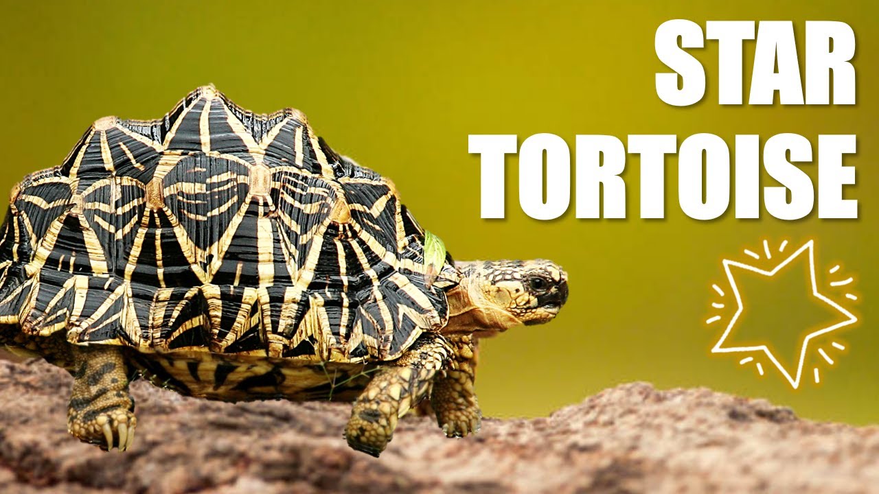 TORTOISE - Indian star tortoise (cares&info)
