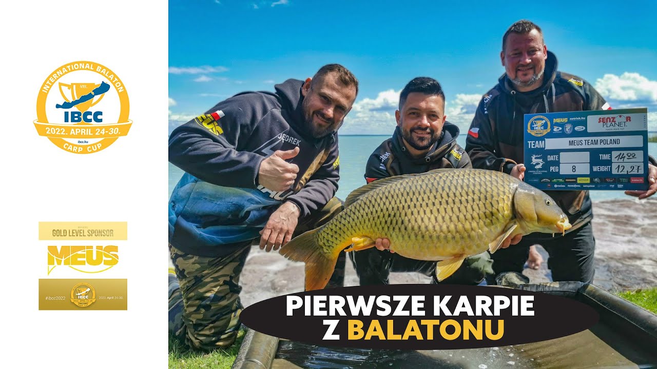 IBCC - pierwsze karpie z Balatonu.