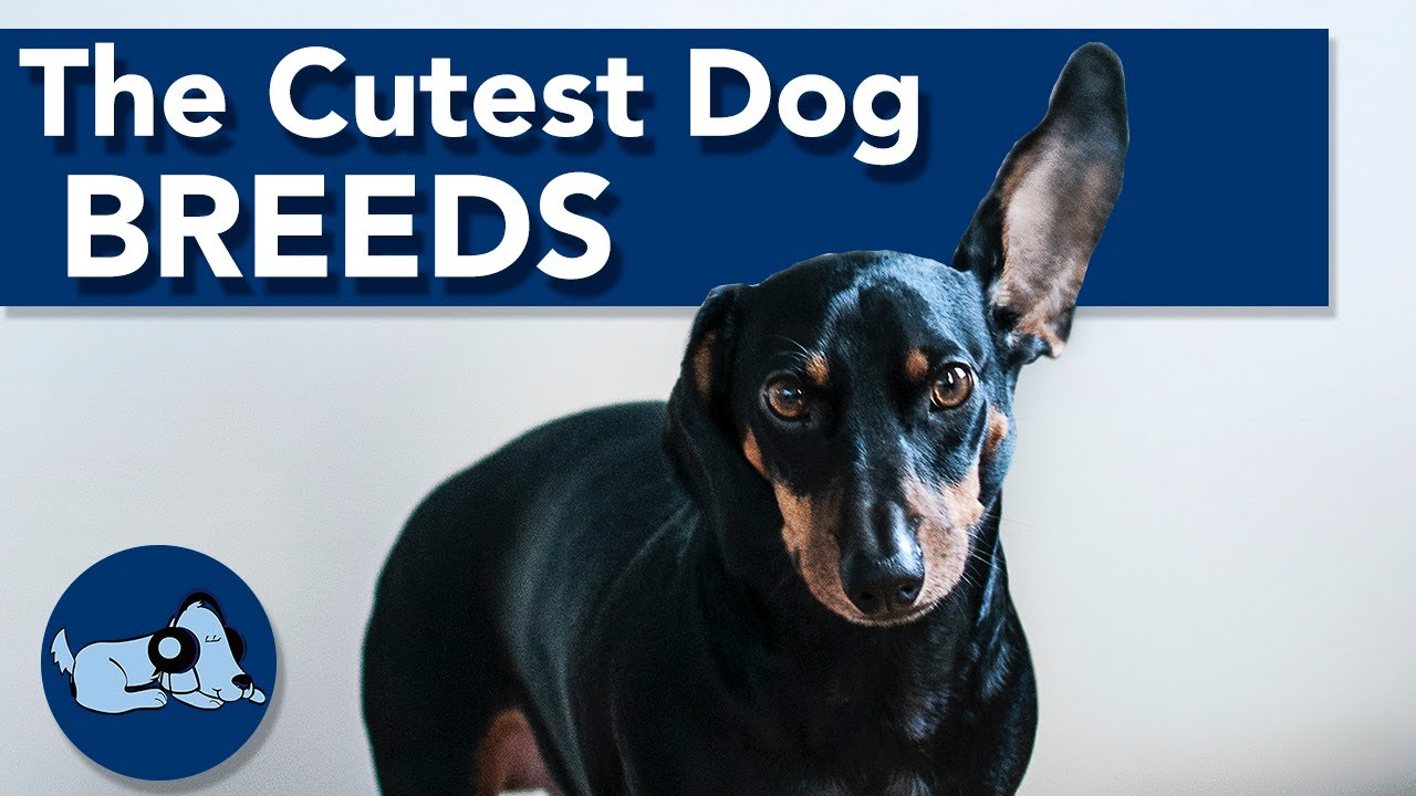Top 5 Cutest Dog Breeds!