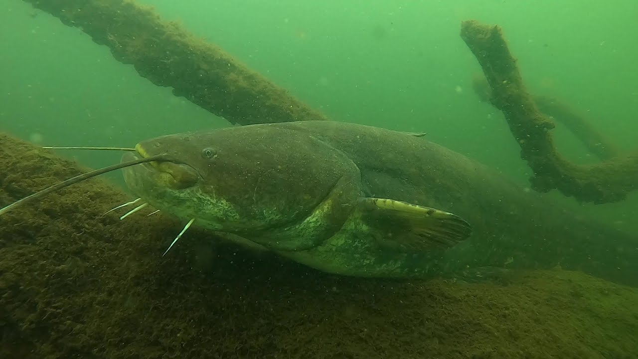 Tauchen im Adolfosee in Hückelhoven bei Aachen NRW (Wälz, Hecht, Koy, Barsch, Aal)