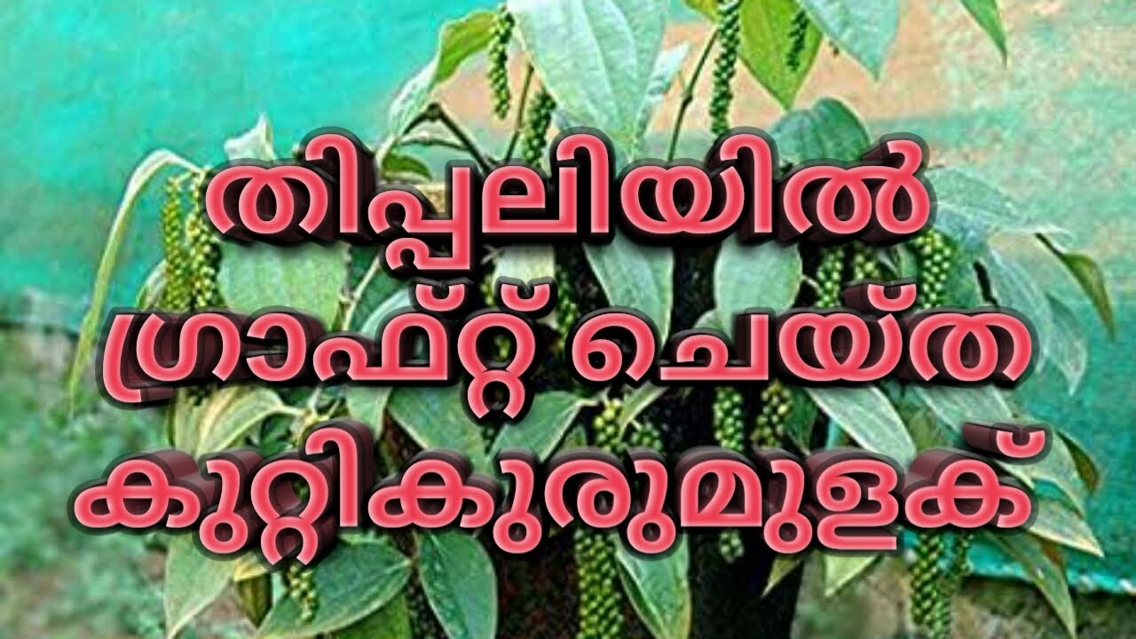 തിപ്പലിയിൽ ഗ്രാഫ്റ്റ് ചെയ്ത കുറ്റി കുരുമുളക് , All About Grafted Bush pepper In Malayalam #pepper