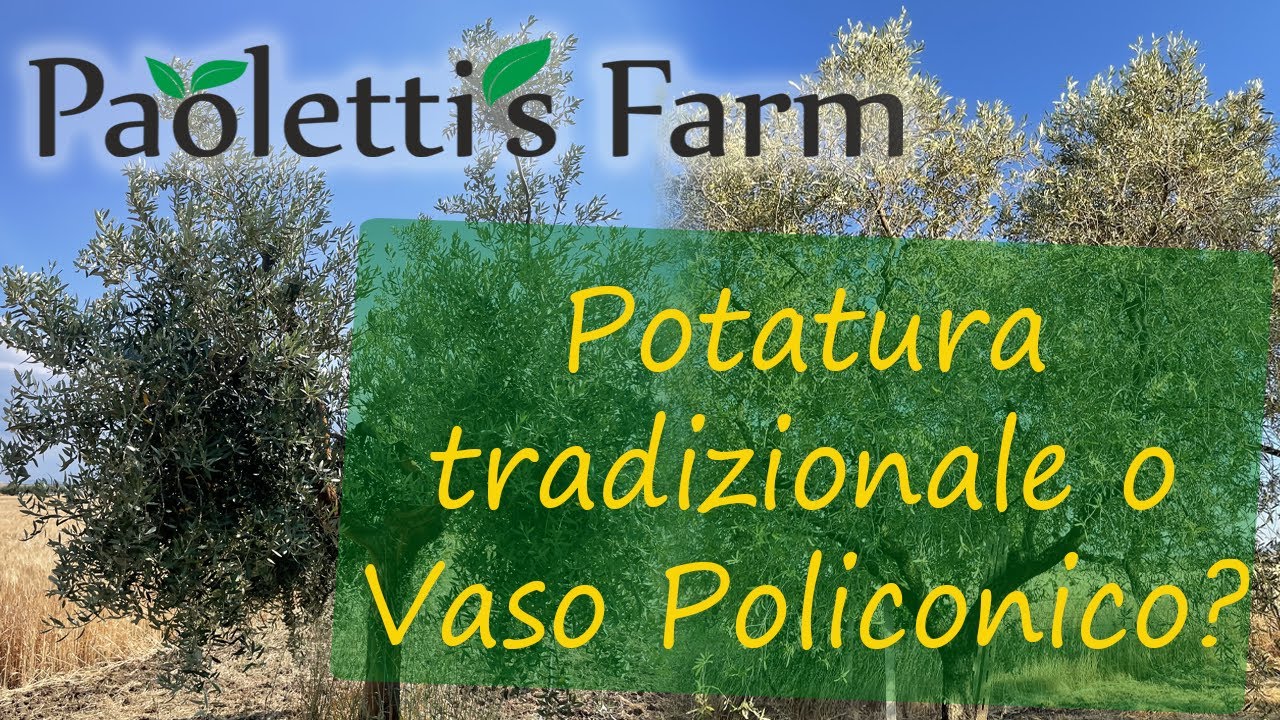 Potatura tradizionale o Potatura a Vaso Policonico? Scopriamolo insieme - Paoletti's Farm
