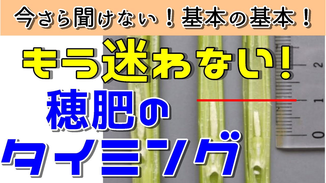 もう迷わない！穂肥のタイミング　今さら聞けない基本の基本