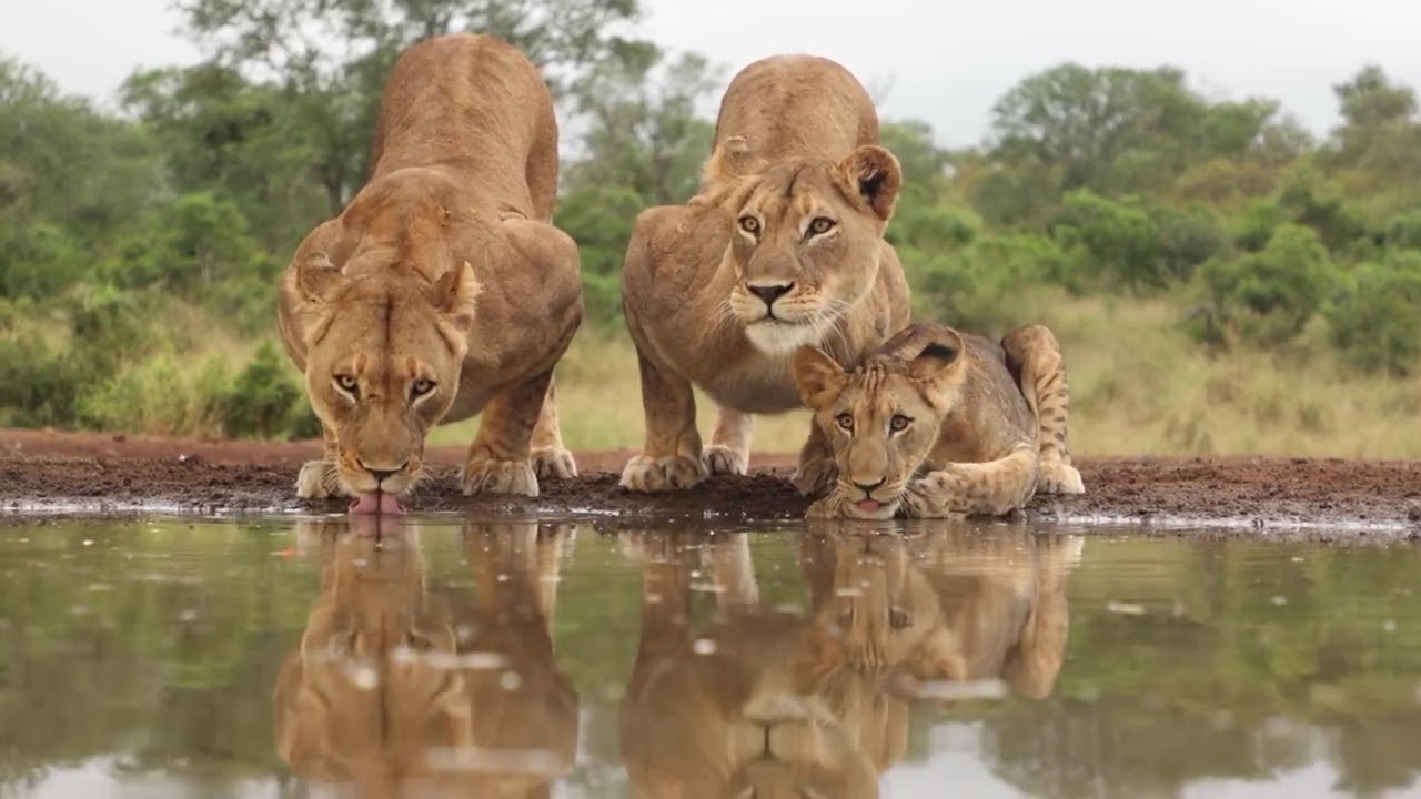 Lion and Baby lion cubs in the wild - Baby animals - Made by Cinematic Rewinds