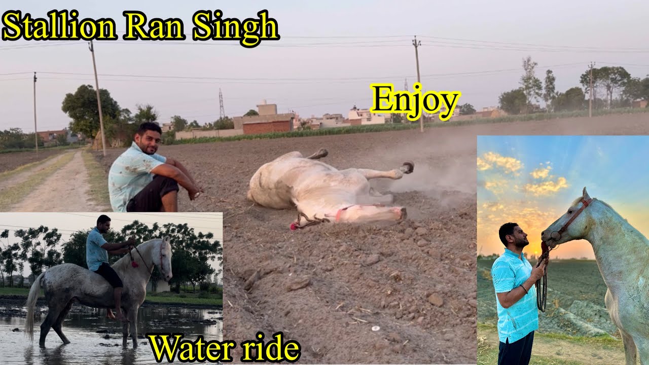 Ran Singh di riding kiti ajj pani wale khet wich❤️ #beanttulewal #horseriding