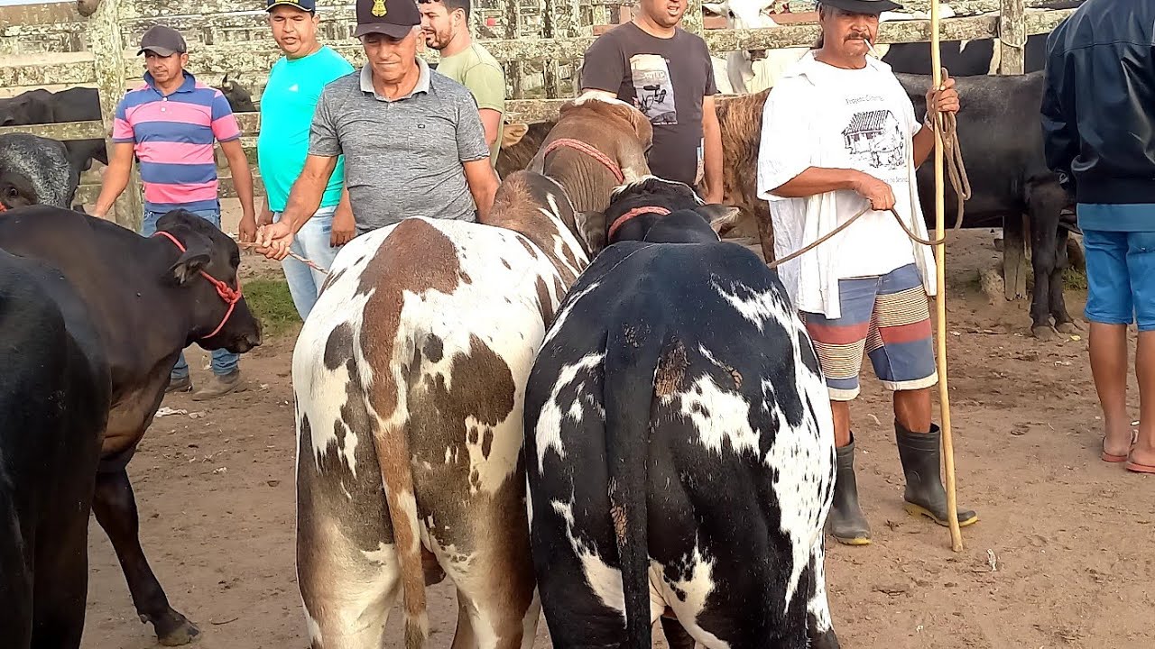 Feira de Gado Capoeiras Pe.20/03/26
