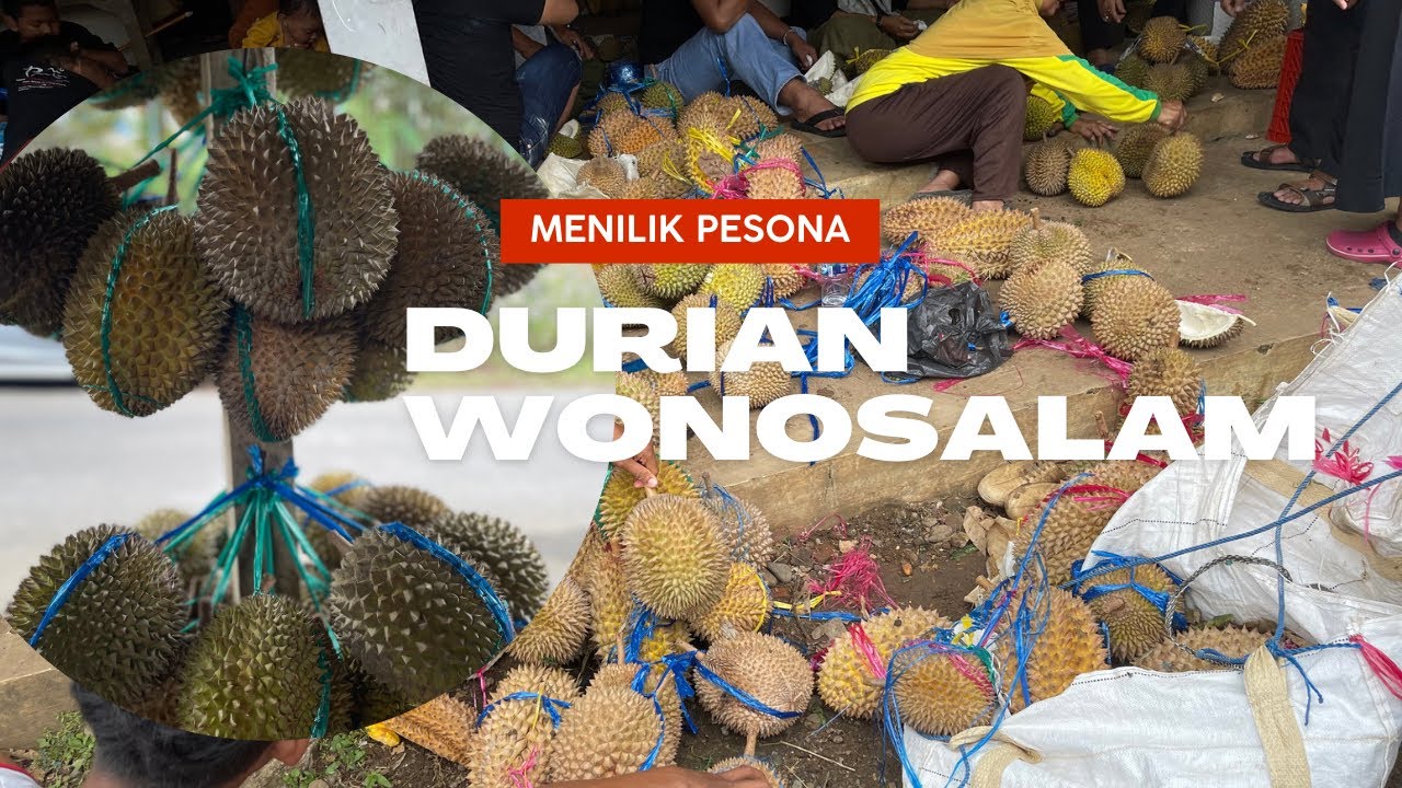 Pesona durian wonosalam andalan jawa timur #durian #durianindonesia #durianwonosalam #jombang #viral