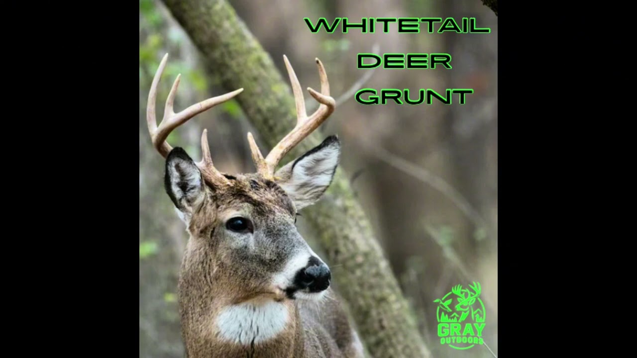 Whitetail Deer Grunt