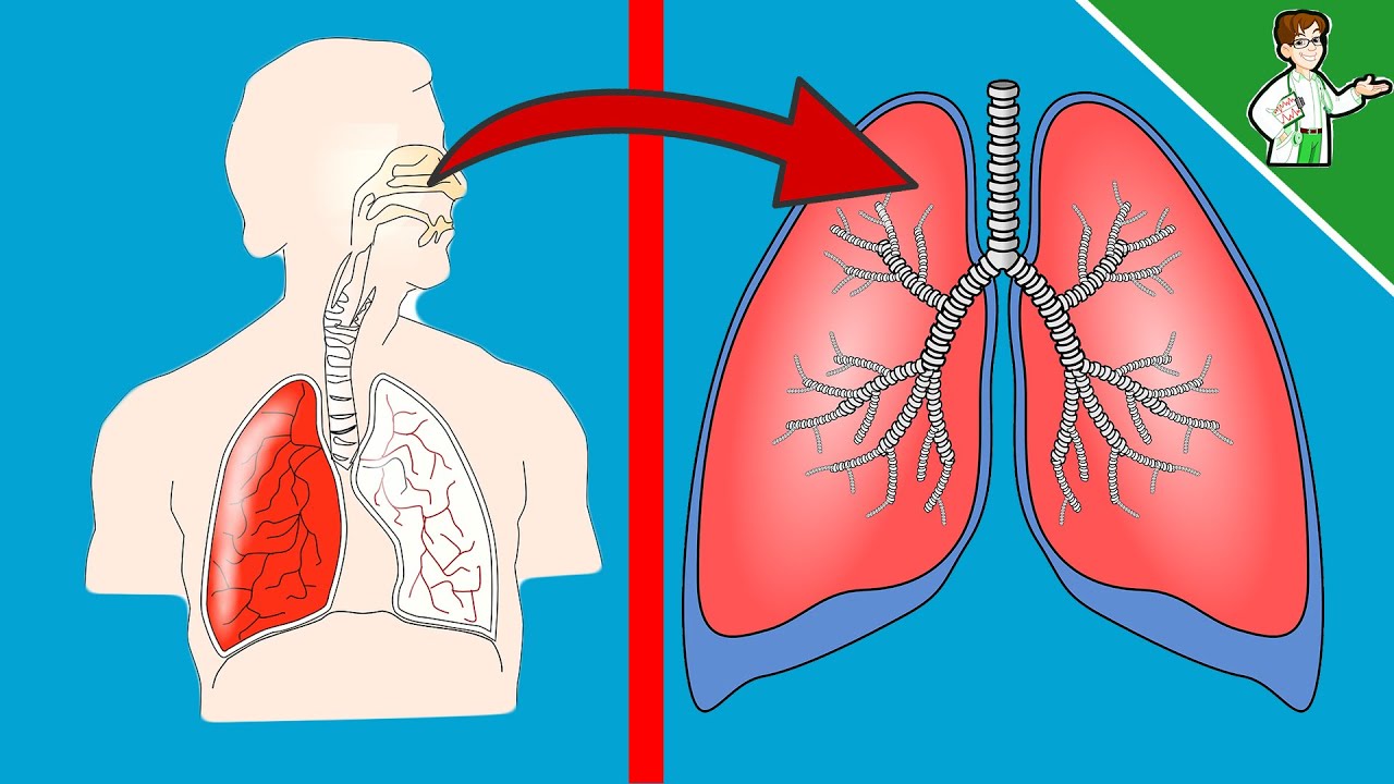 6 Gr&uuml;nde, warum es ges&uuml;nder ist, durch die Nase zu atmen 👃