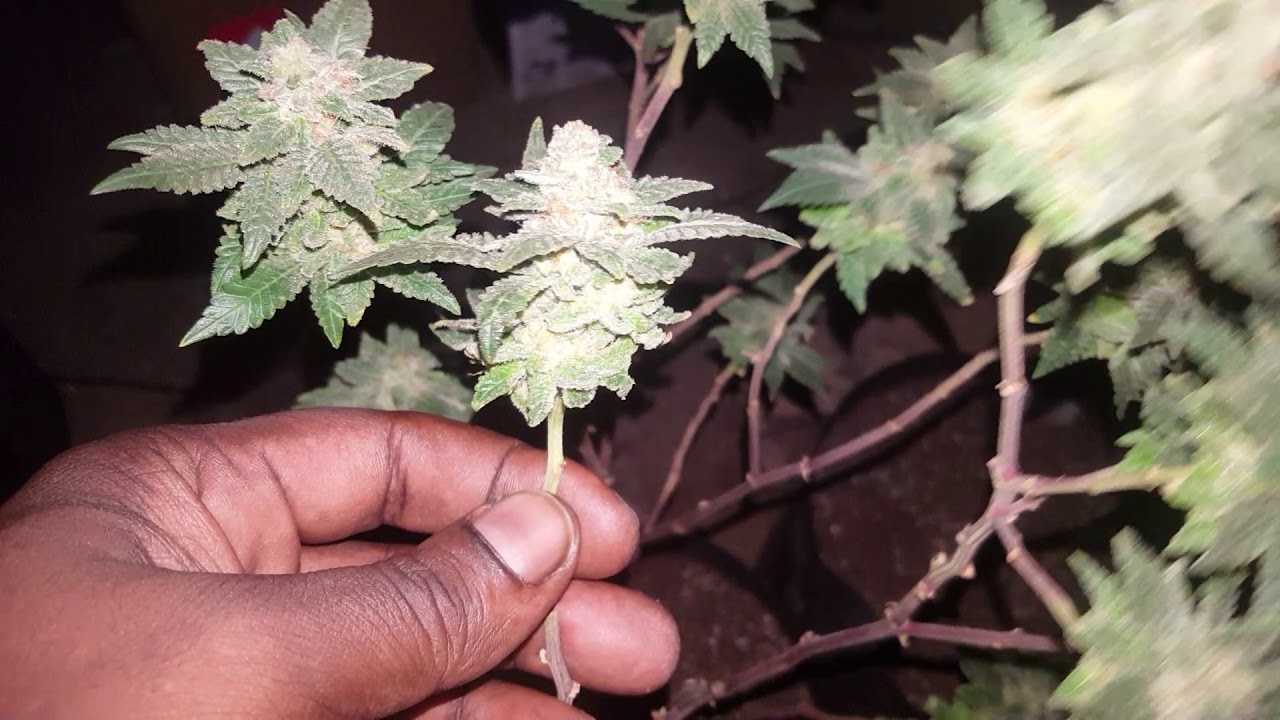 Gelato - White Widow & Unknown Strain Flowering Week 8