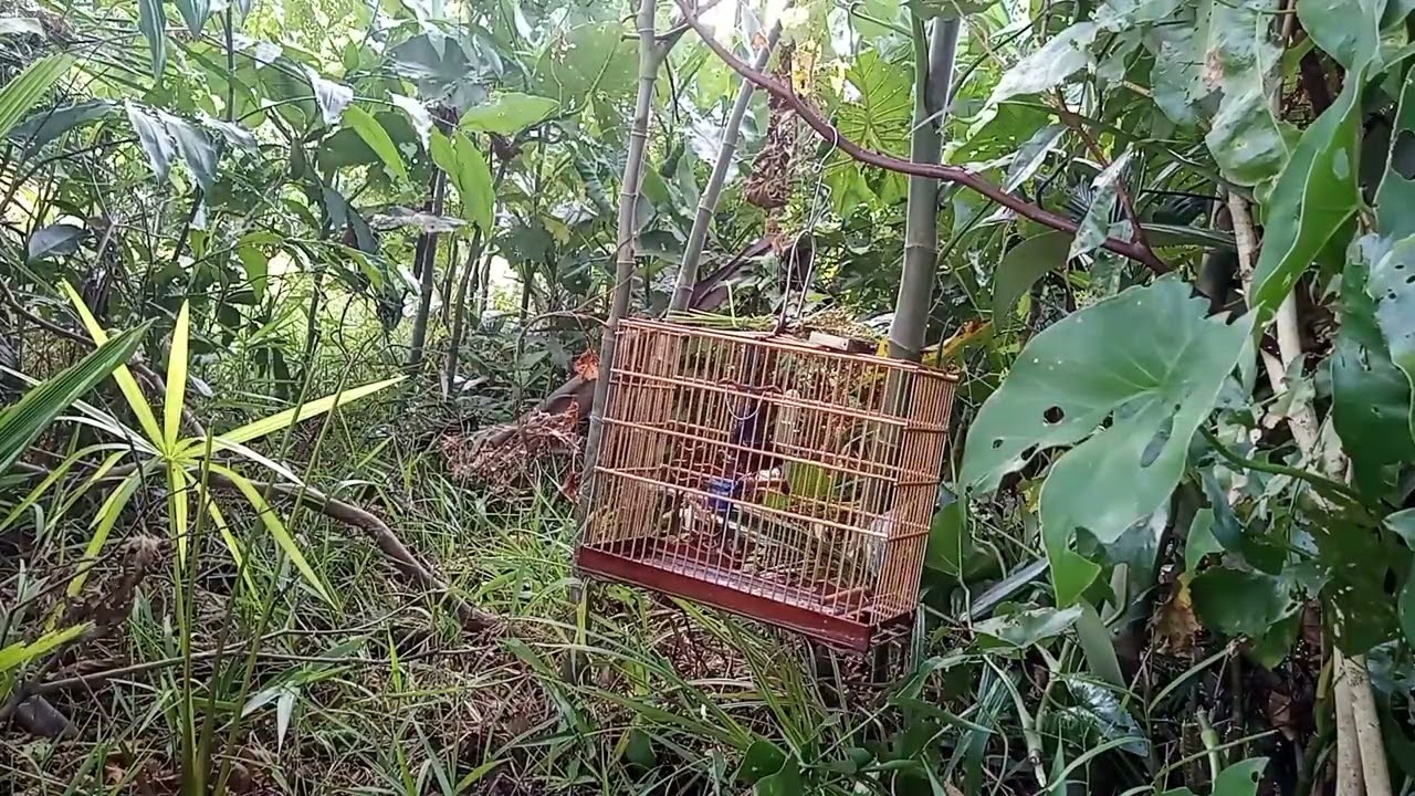 Curió coringa 