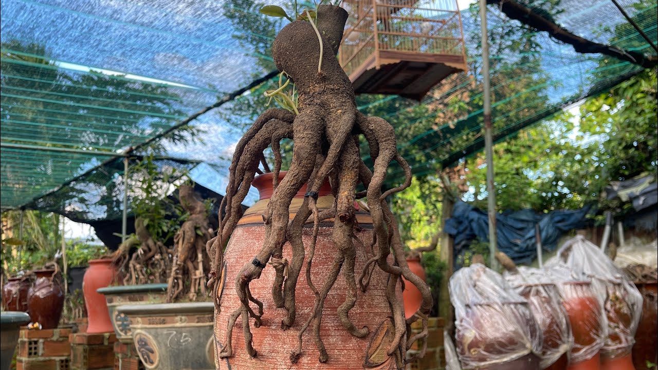 Mô hình trồng phôi mai xếp đế độc đáo tại Bình Định