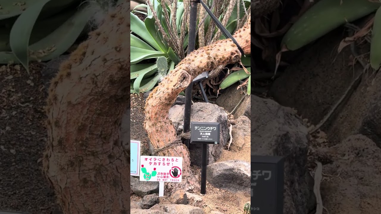 伊豆仙人掌，很多大到小的仙人掌🌵