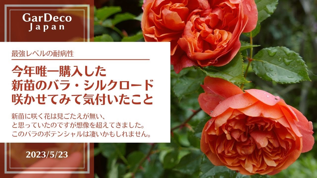 【最強レベルの耐病性】新苗のバラ・シルクロードを咲かせてみて気付いたこと【想像以上でした】