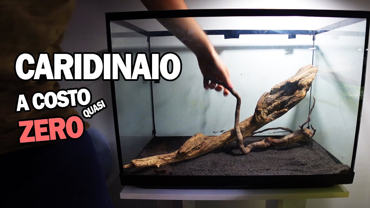 Allestimento CARIDINAIO a COSTO (quasi) ZERO