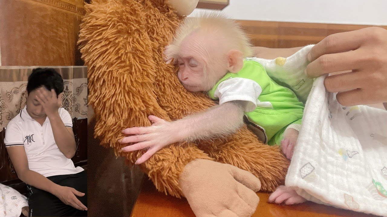 Baby monkey Lulu's bad habits did not change, Tam was tired and helpless
