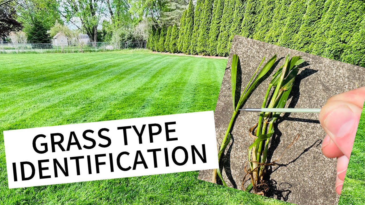 Identifying Grass Types | Perennial Rye Grass and Tall Fescue