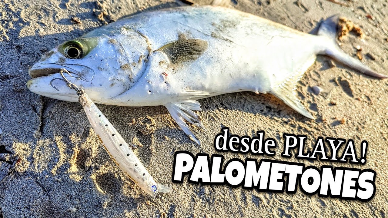 PALOMETON A SPINNING LIGERO desde playa 💥🐟 [ESTRENAMOS un NUEVO SEÑUELO TOP]