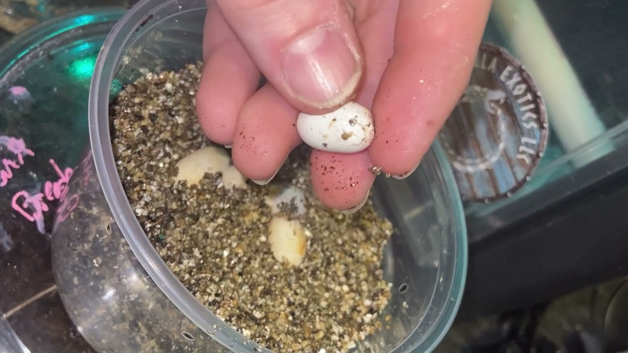 Preventing mold growth on Keel Bellied Lizard eggs.
