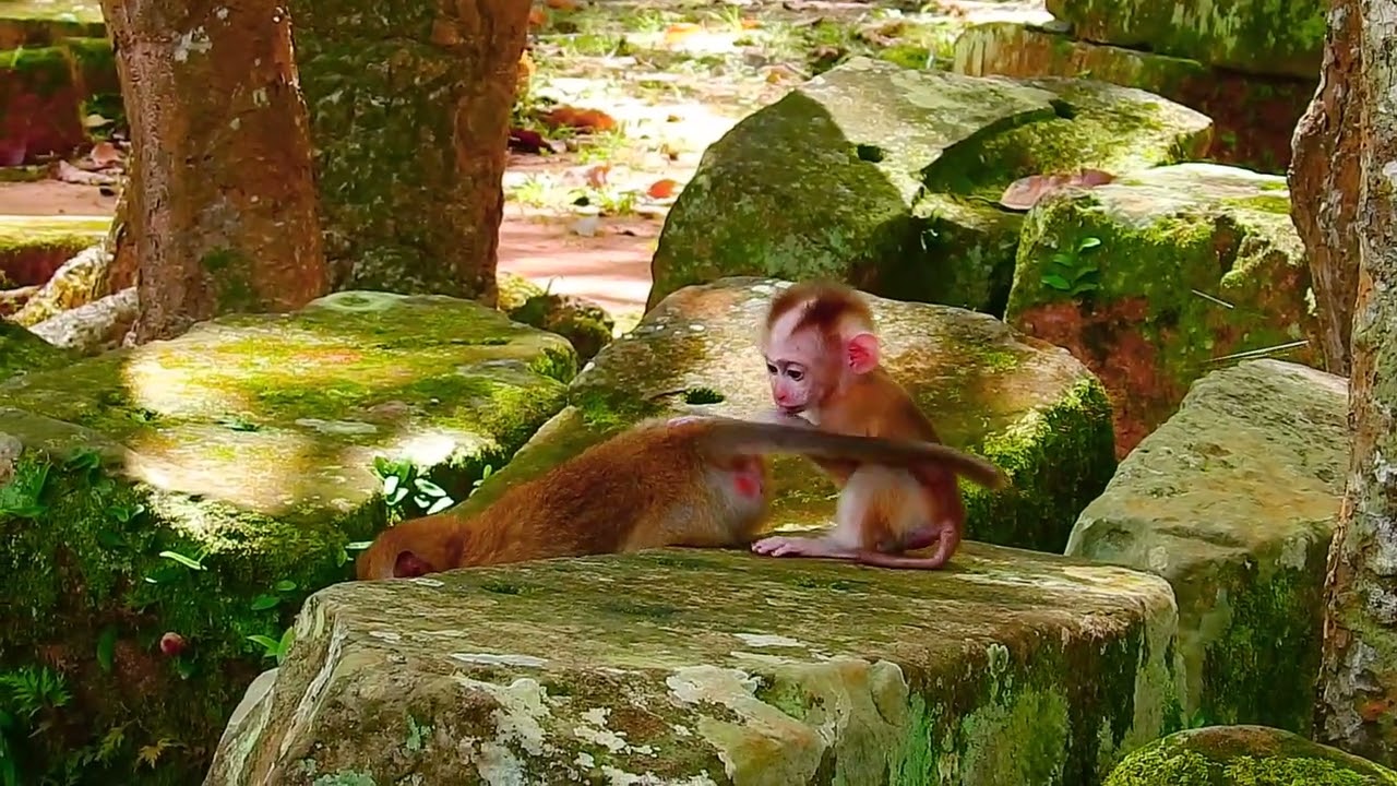 cute baby monkey2023 110