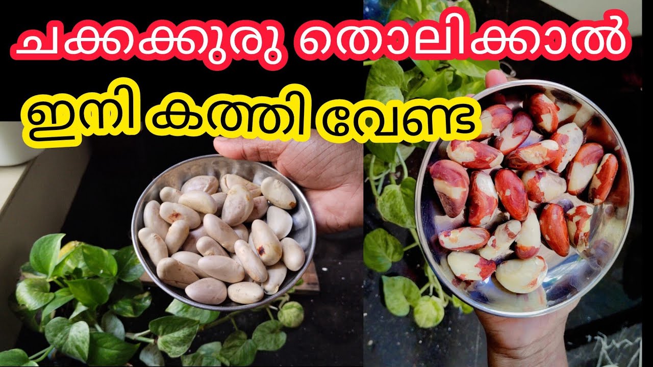 ചക്കക്കുരു ഇനി കൈ കൊണ്ട് തൊലിക്കാം💯💯