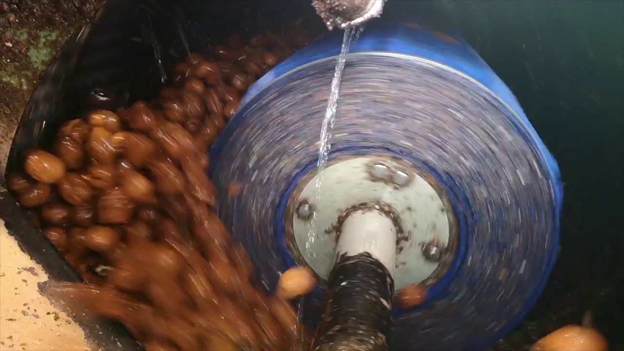 Walnut washing line / ligne de lavage noix / linea de lavadora de nueces / კაკლის სარეცხი ხაზი